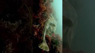 Mottled Guitarfish are the most rock n roll fish in San Diego [upl. by Enrobyalc]