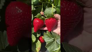 Strawberrys🍓😋 trending fruit viralvideo food subscribe strawberry [upl. by Nomde]