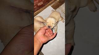 newborn puppies  puppies crying  newbornpuppies [upl. by Kylila638]