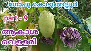 ആകാശവെള്ളരി  AKASA VELLARI  GOPU KODUNGALLUR  GIANT GRANADILLA  PASSIFLORA QUADRANGULARIS [upl. by Engelhart]