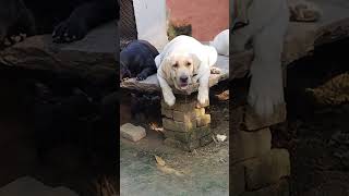 Labour dog Viral video Youtubeshort short video viral [upl. by Gnud]