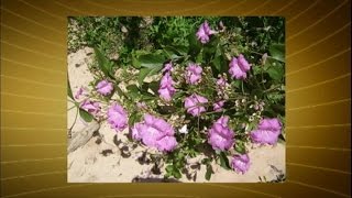 Planta do cerrado é nova aliada no tratamento da doença de Chagas [upl. by Emmerie]