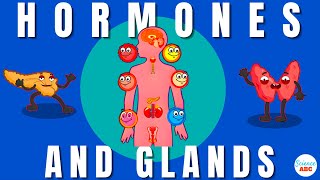 Endocrine System Glands and Hormones [upl. by Desdemona]