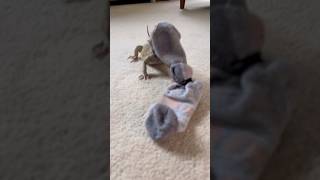 Reposting one of my favourites ❤️🦎🧦 percy new pet cute lizard shortvideo shorts socks [upl. by Angil]