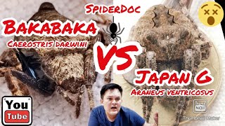 Japan G VS Baka Baka ft KADAGIT Araneus Ventricosus vs Caerostris darwini Spider Fight [upl. by Berta501]