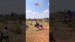 Morattu kaalai🔥😈⚡subscribe ❣️jallikattu videosvideoshort photography owncontent [upl. by Reffotsirk]