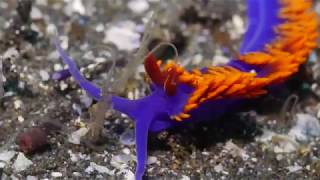 Flabellina iodinea  Spanish Shawl [upl. by Cad]