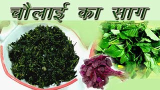 चौलाई साग  Chaulai Ka Saag Recipe  Amaranth recipe [upl. by Warenne]