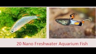 Top 20 Nano Freshwater Fish For Aquarium [upl. by Efal]