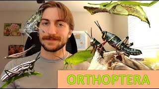 Orthoptera Grasshoppers Crickets Katydids  Order Spotlight [upl. by Nodyl]