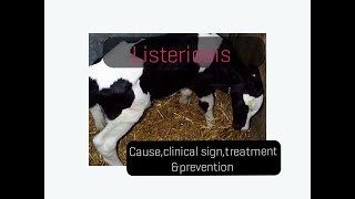 Listeriosis in cattle causeclinical signstreatmentprevention [upl. by Dewar]