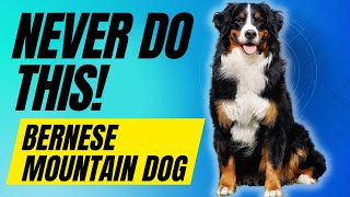 7 Things You Must NEVER do With Your Bernese Mountain Dog [upl. by Nerrot611]