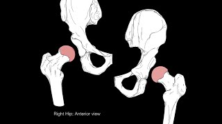 Hip joint structure and actions [upl. by Constantino]