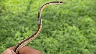 Rescued bronzeback tree snake 🐍 [upl. by Annwahsal]