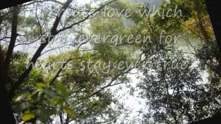 Evergreen Tree with lyrics [upl. by Jody]