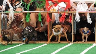 Cinco De Mayo Chihuahua Festival and Races [upl. by Chainey379]