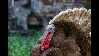 Turkey Gobbling 1 Hour Sound Effect Turkey Noise [upl. by Aiceila]