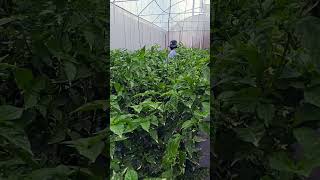 Chili plantation 🌱 🌶️ 🔥 chili greenhouse [upl. by Yssor]