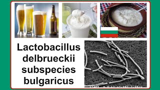 Lactobacillus delbrueckii subspecies bulgaricus [upl. by Matty415]