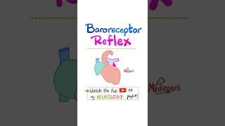 Baroreceptor Reflex Physiology Blood Pressure Heart rate Stroke Volume nurse doctor biology [upl. by Enawtna]