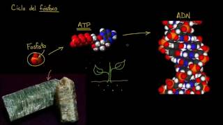 El ciclo del fósforo  Ecología  Biología  Khan Academy en Español [upl. by Danette]