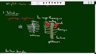 La Scapula Anatomie 1ere année médecine COURS 3 سنة اولى طب [upl. by Xenia]