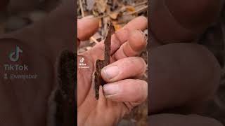 Ww1 german pickelhaube Iron eagle excavation from rigasfrontline metaldetecting deus digging [upl. by Ches]