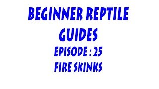 SNA Introducing series Episode 25  Fire Skinks [upl. by Dumond]