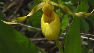 Yellow Ladys Slipper Orchid Cypripedium parviflorum [upl. by Stonwin]