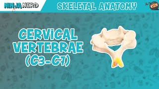 Cervical Vertebrae C3C7 Anatomy [upl. by Cia604]