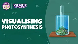 Visualizing Photosynthesis Class 10  How Photosynthesis Take Place in Plants  ExperimentShorts [upl. by Goines]