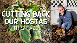 Cutting Back Our Hostas In Fall shorts ✂ [upl. by Tandie]