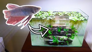 PLANTED BETTA FISH TANK BUILD  Betta Rescue [upl. by Boj]