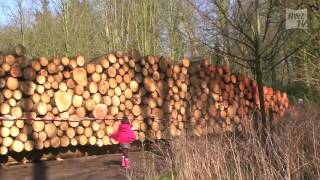 Konsequenzen nach Fällarbeiten im Klosterpark [upl. by Xilef]