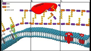 Salivary Glands Part 4 Functions of Lysozyme and Salivary Lactoperoxidase [upl. by Vrablik682]