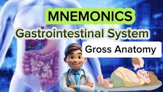 Gastrointestinal System Gross Anatomy Lecture 01 Abdominal Quadrants Region and Planes [upl. by Aitram]