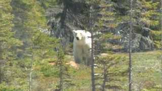 Polar Bear Sighting From Vanmov [upl. by Lumpkin286]