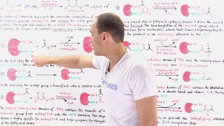 Fatty Acid Synthesis [upl. by Goldina]