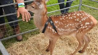 Jensen the seven week old Red deer calf [upl. by Megan]