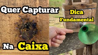 🔥DICA ESPECIAL PRA CAPTURAR ABELHA JATAÍ DIRETO NA CAIXA… [upl. by Serrano]