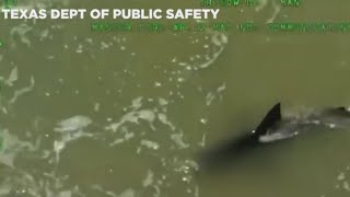 Newly released aerial video shows shark that attacked beachgoers [upl. by O'Conner]