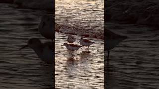 Sanderlings Ocean Beach San Francisco birds nature sanderlings shorebirds sunset oceanbeach [upl. by Eisset171]