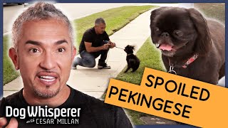 Spoiled Pekingese Has Never Been Trained  S9 Ep 10  Dog Whisperer [upl. by Pengelly]