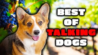 Best Talking Dog Videos pt 2 [upl. by Kcirdehs]