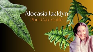 Alocasia Jacklyn Plant Care Guide  Planted Mind  plantcare [upl. by Guillemette]