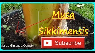 🌴🌴👍 257 Banan Musa sikkimensis  Odrosty [upl. by Simara]