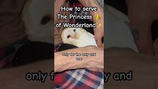 Day 26 of trying to be the most Followed owl on YouTube 💖🦉birds princess joyful adorable pets [upl. by Dyanna]