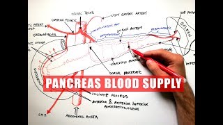 PANCREAS Blood Supply  Anatomy Tutorial [upl. by Azile]