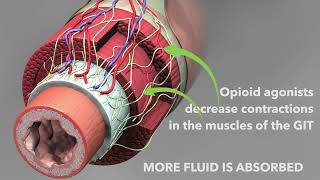 Opioid antidiarrheal medications Loperamide and diphenoxylate [upl. by Snapp397]