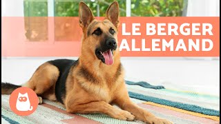 BERGER ALLEMAND 🐶 Origine Caractéristiques Dressage et Soins [upl. by Xymenes]